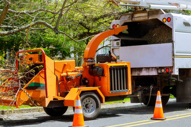 Professional Tree Services in Saxonburg, PA